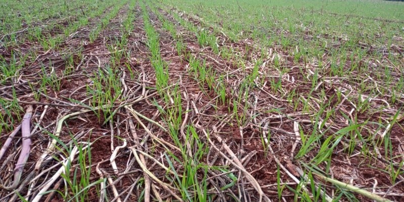 Plantio de trigo no inverno no RS