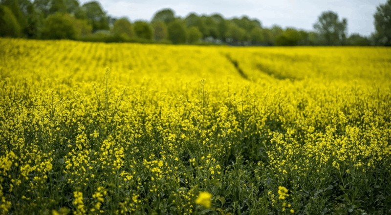 Cultivo de canola no RS